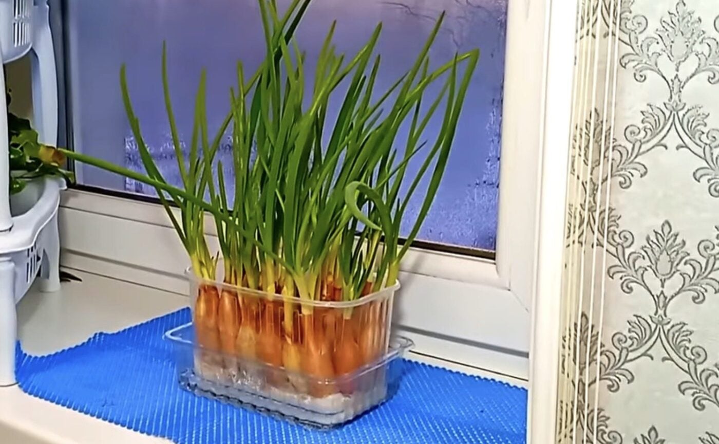 Як швидко виростити зелену цибулю без землі