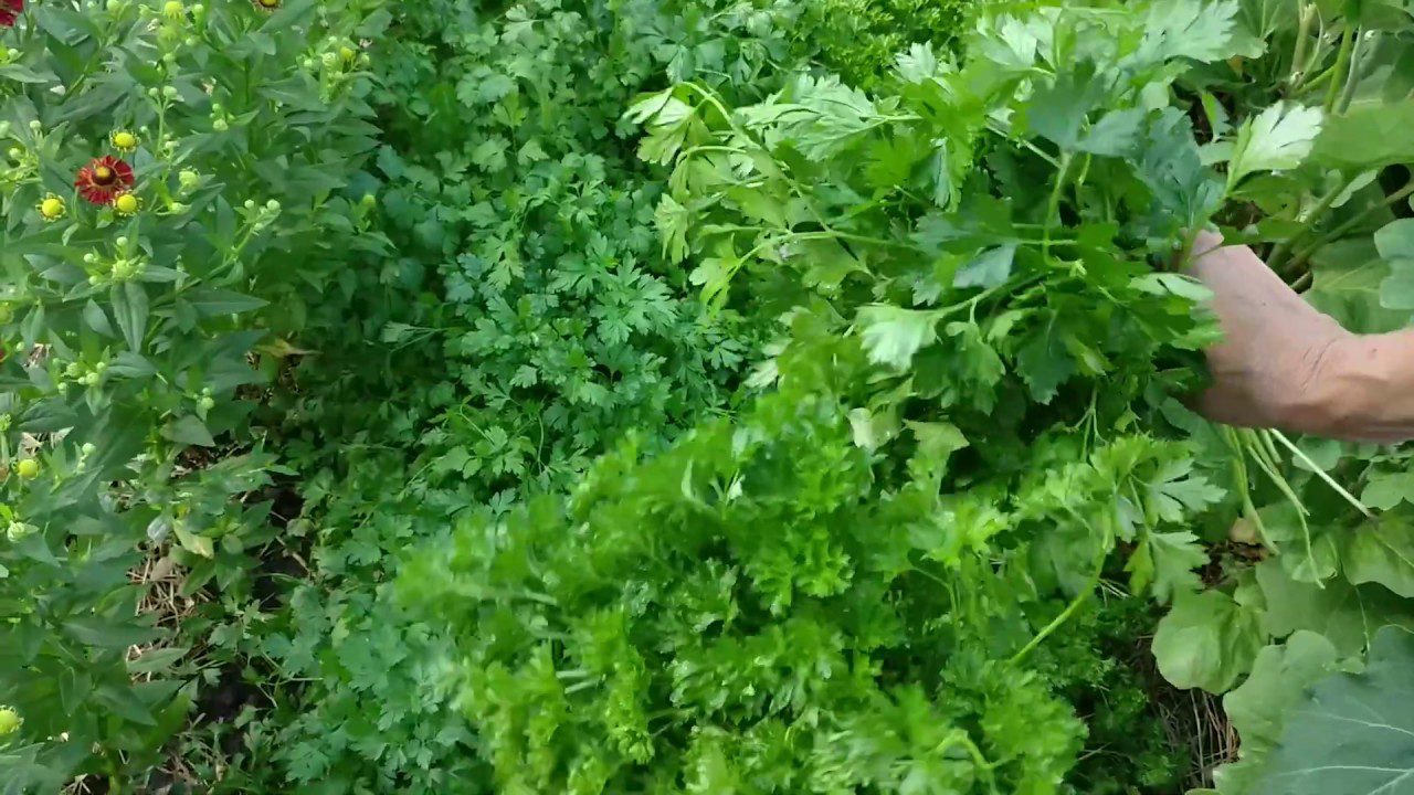 Агрономи розповіли, які рослини посадити поруч із кавунами і динями