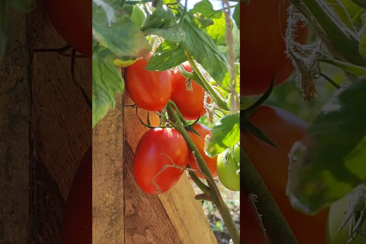 Сорт помідорів Ріо-Гранде