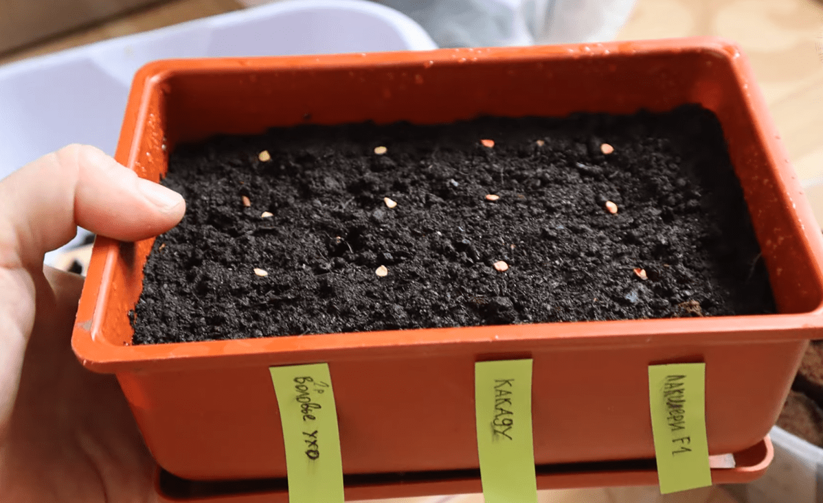 Експерти назвали часті помилки, яких припускаються при вирощуванні розсади перцю