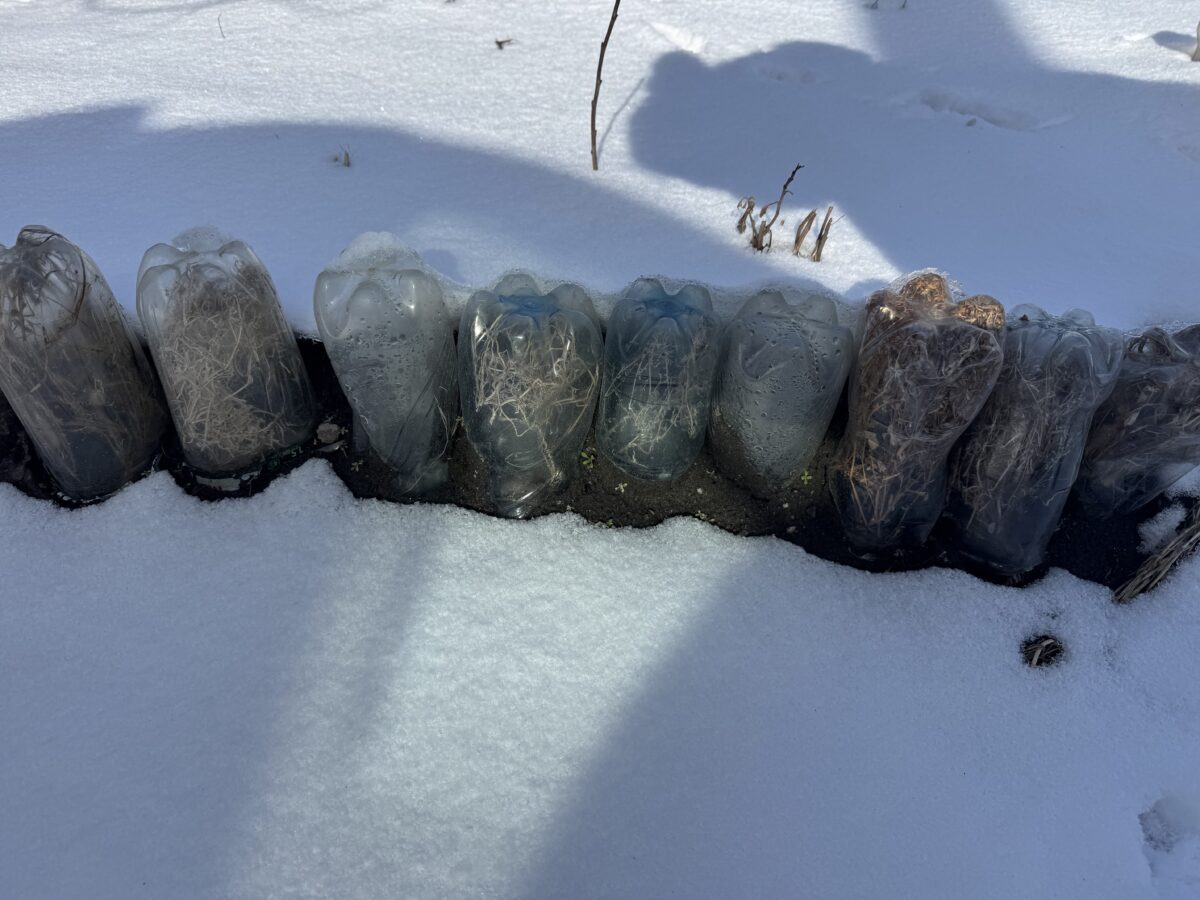 Городники розповіли, як зробити міні-теплиці на зиму зі сміття 