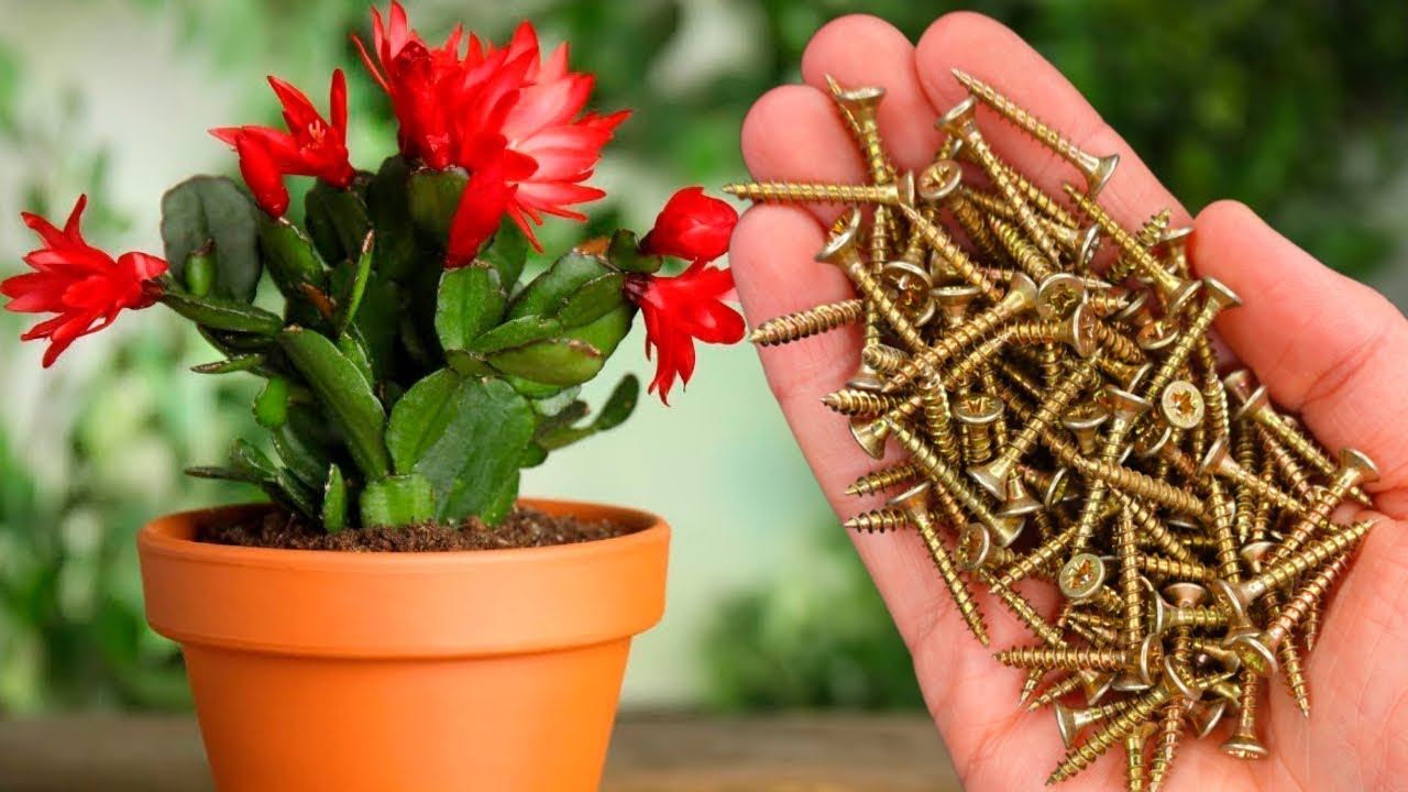 Садівники розповіли, як використовувати цвяхи для підживлення кімнатних рослин