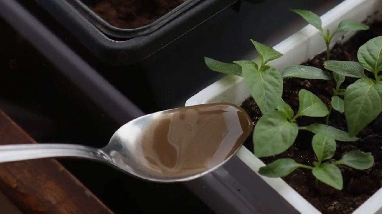 Городники розповіли про найпоширеніші помилки при вирощуванні розсади