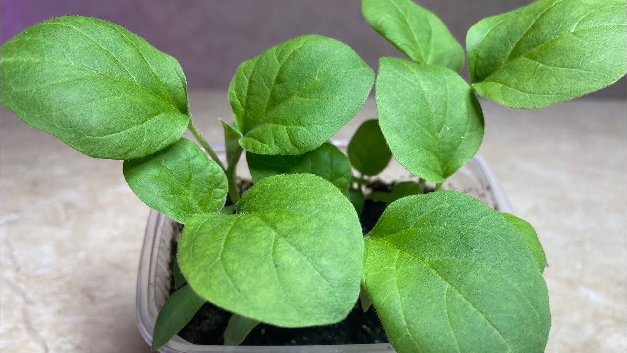 Посадка баклажанів на розсаду