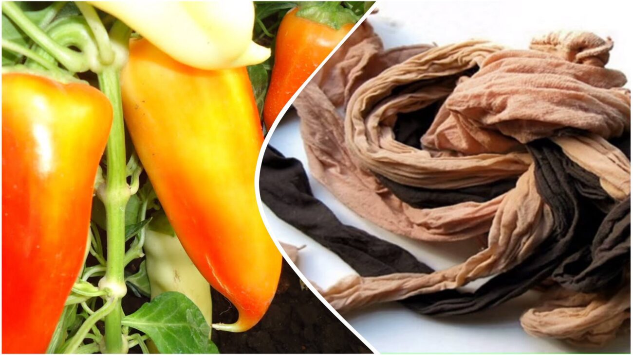 Городники розповіли, як мульчувати кущі перцю старими колготами