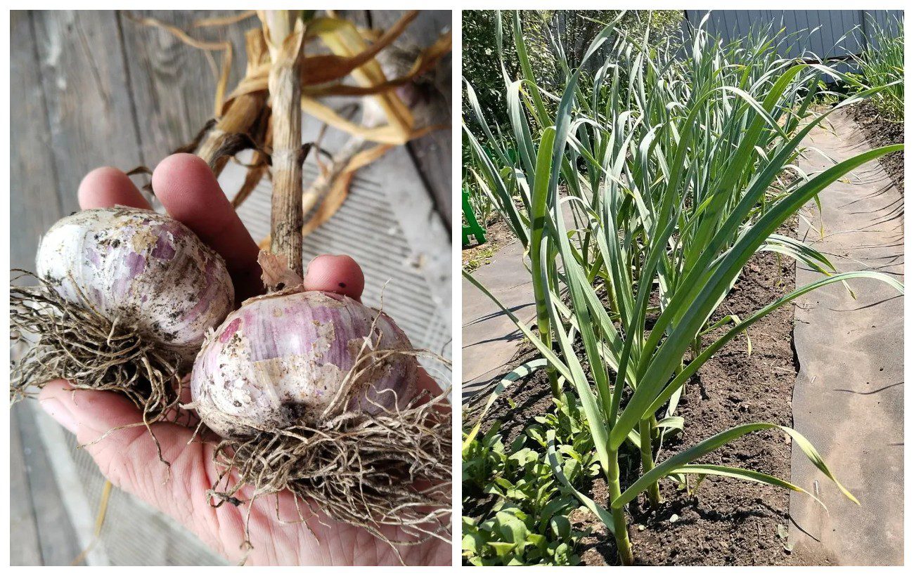 Городники розповіли, як доглядати за озимим часником навесні 
