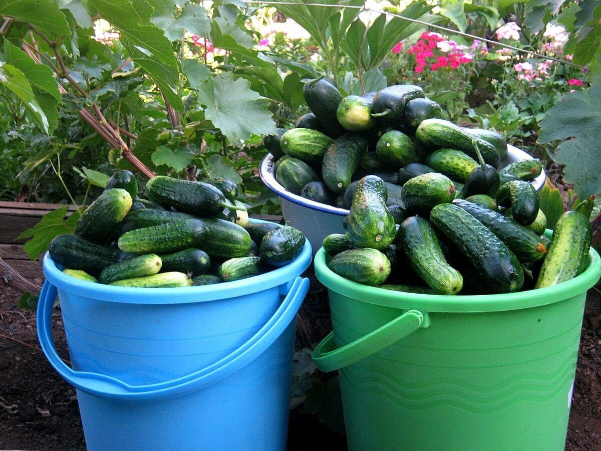 Городники порадили просту дію перед посадкою огірків, аби зав'язі не опадали і радували врожаєм