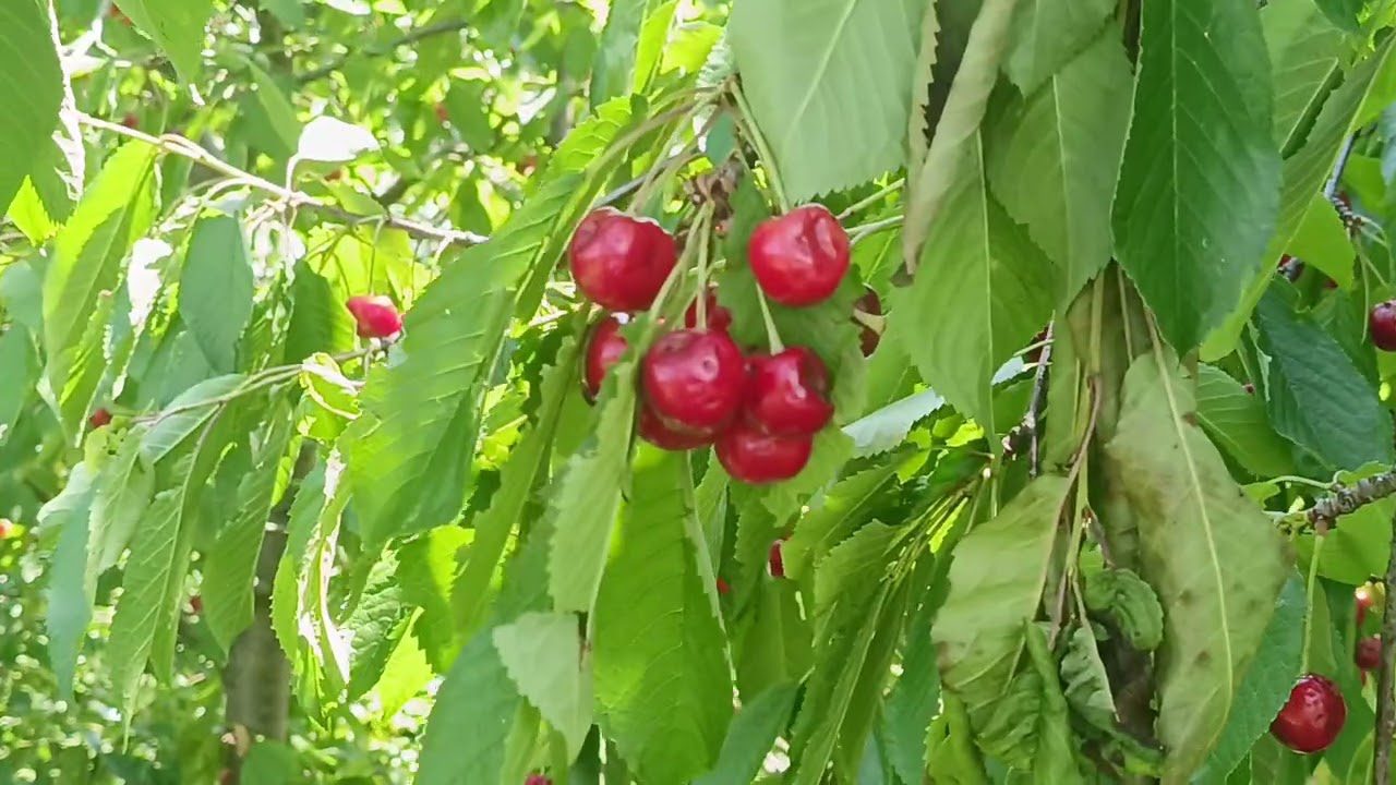 Садівники розповіли, як ефективно боротися із вишневою мухою без пестицидів