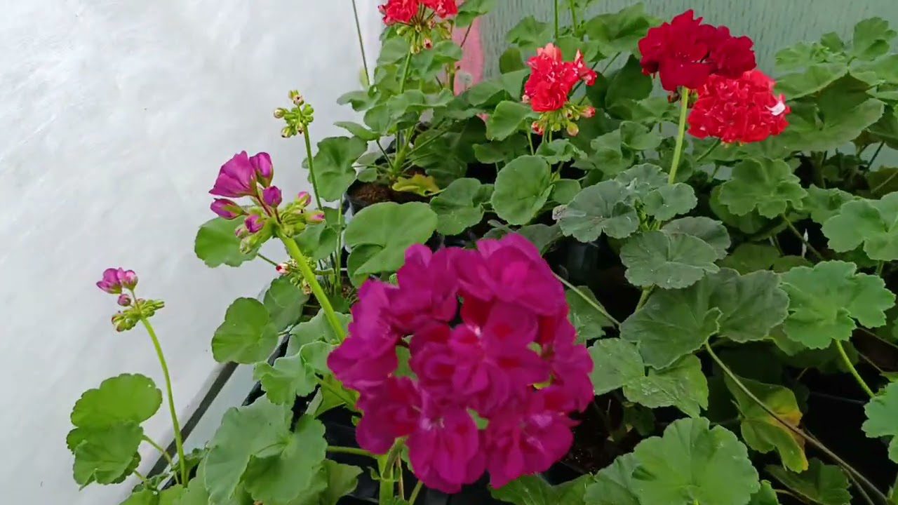 Квітникарі розповіли, як правильно підготувати герань до весни