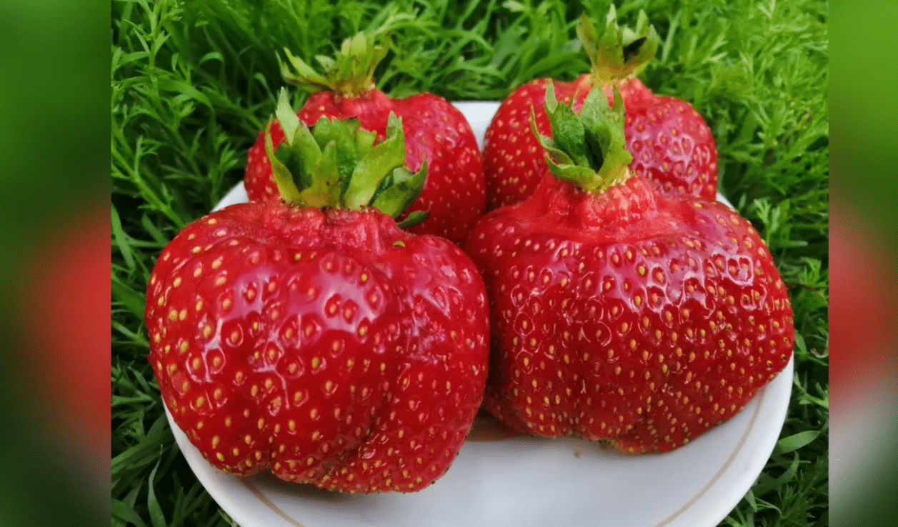 Садівники назвали найкращі сорти полуниці з красивими крупними ягодами