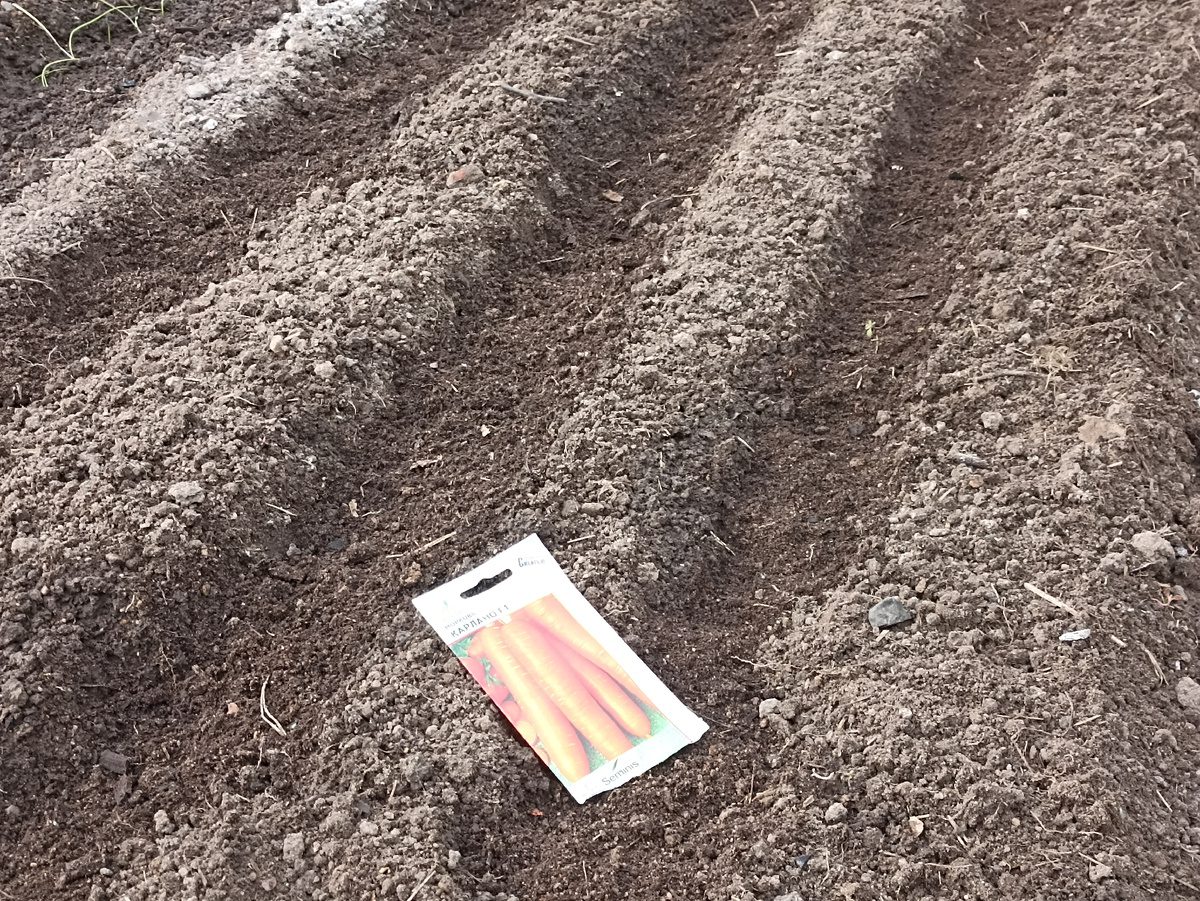 Городники розповіли, як правильно сіяти моркву, аби не довелось проріджувати її на грядці