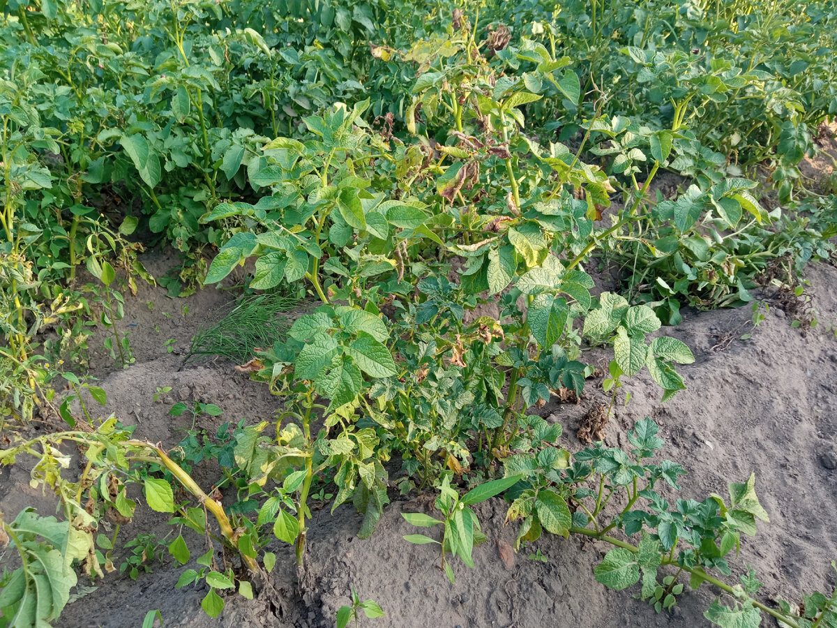 Агрономи розповіли, як посадити картоплю, щоб зібрати подвійний врожай