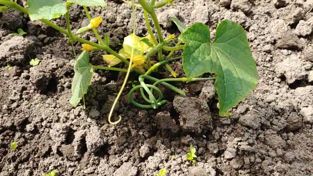Агрономи розсекретили сорт огірків, який стійкий до спеки й дає високий врожай