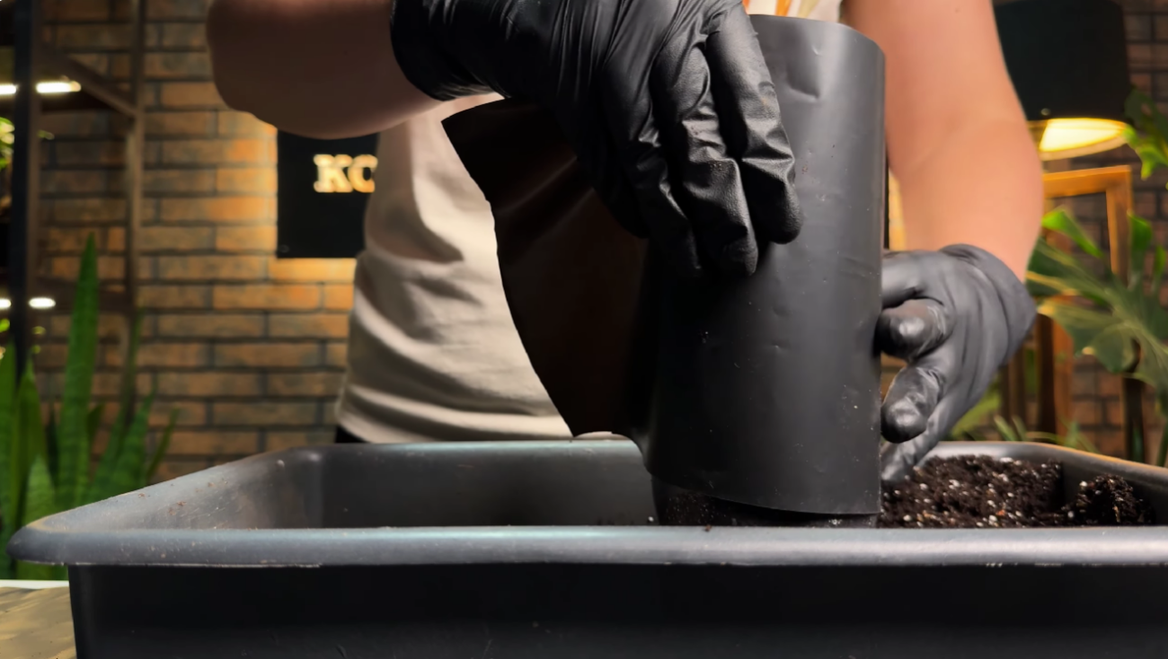 Як виростити розсаду перцю без пікіровки