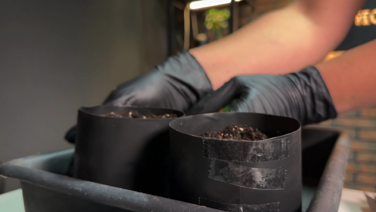 Як виростити розсаду перцю без пікіровки