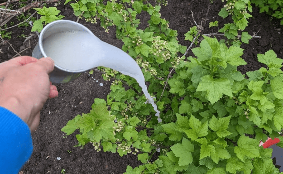 Городники розкрили всі секрети великого врожаю смородини