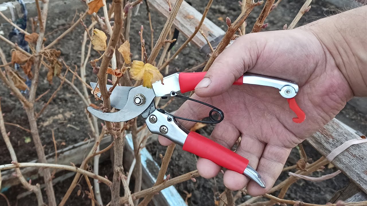 Городники розкрили всі секрети великого врожаю смородини 
