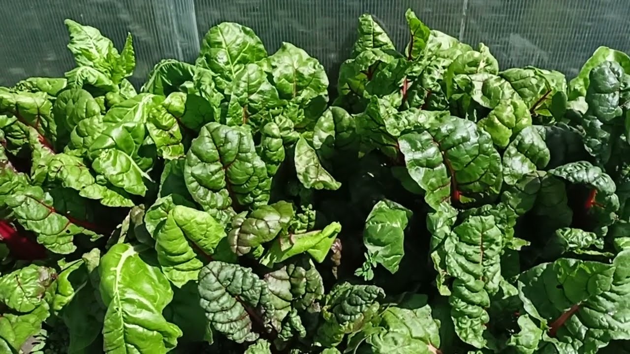 Що таке мангольд і чому українські городники такі задоволені: збирають урожай нон-стоп