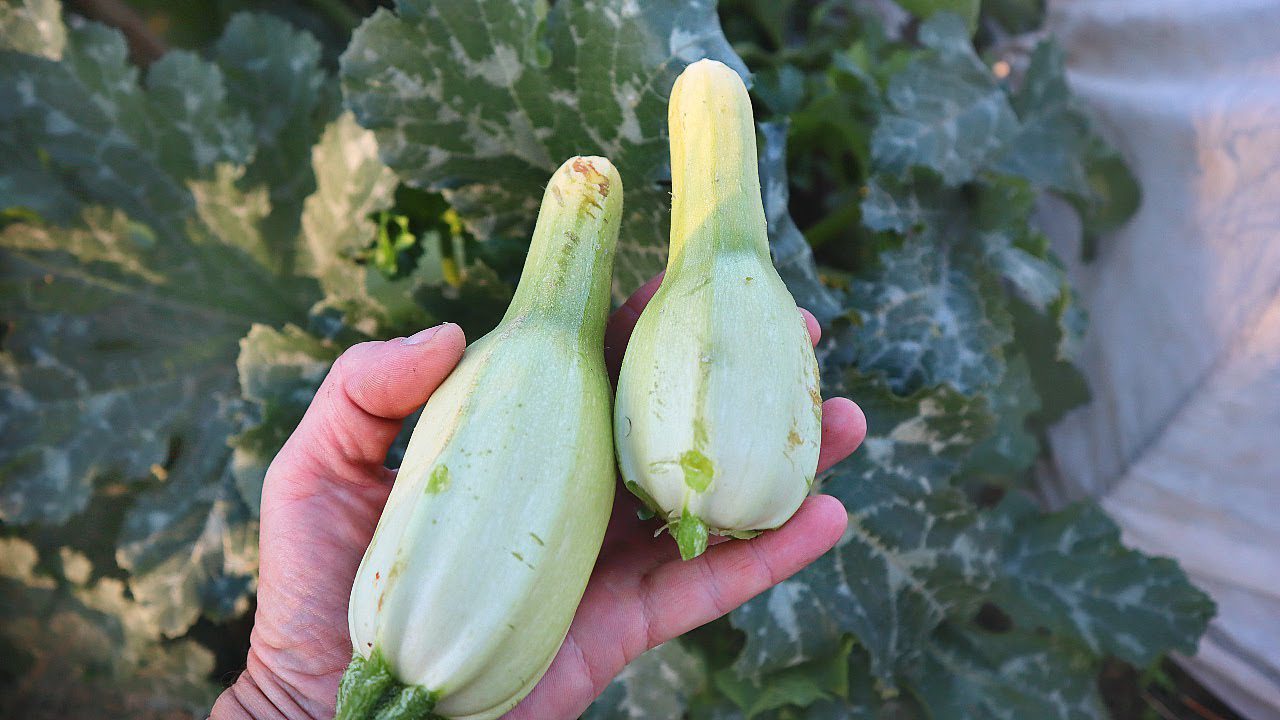 Городники порадили просту процедуру, яка допоможе покращити врожайність кабачків
