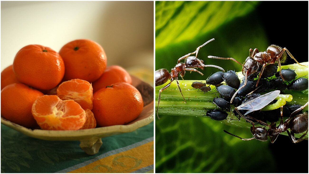 Садівники розповіли, як приготувати відвар з мандаринової шкірки проти шкідників