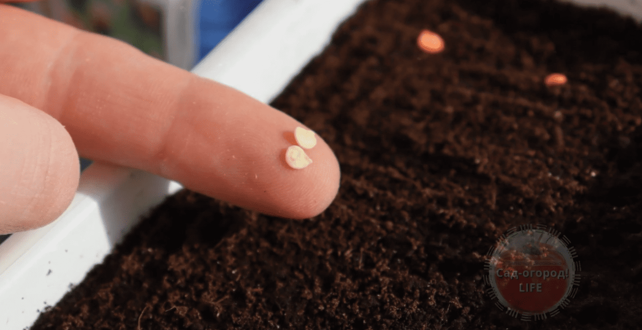 Городники попередили про помилки при вирощуванні розсади перців