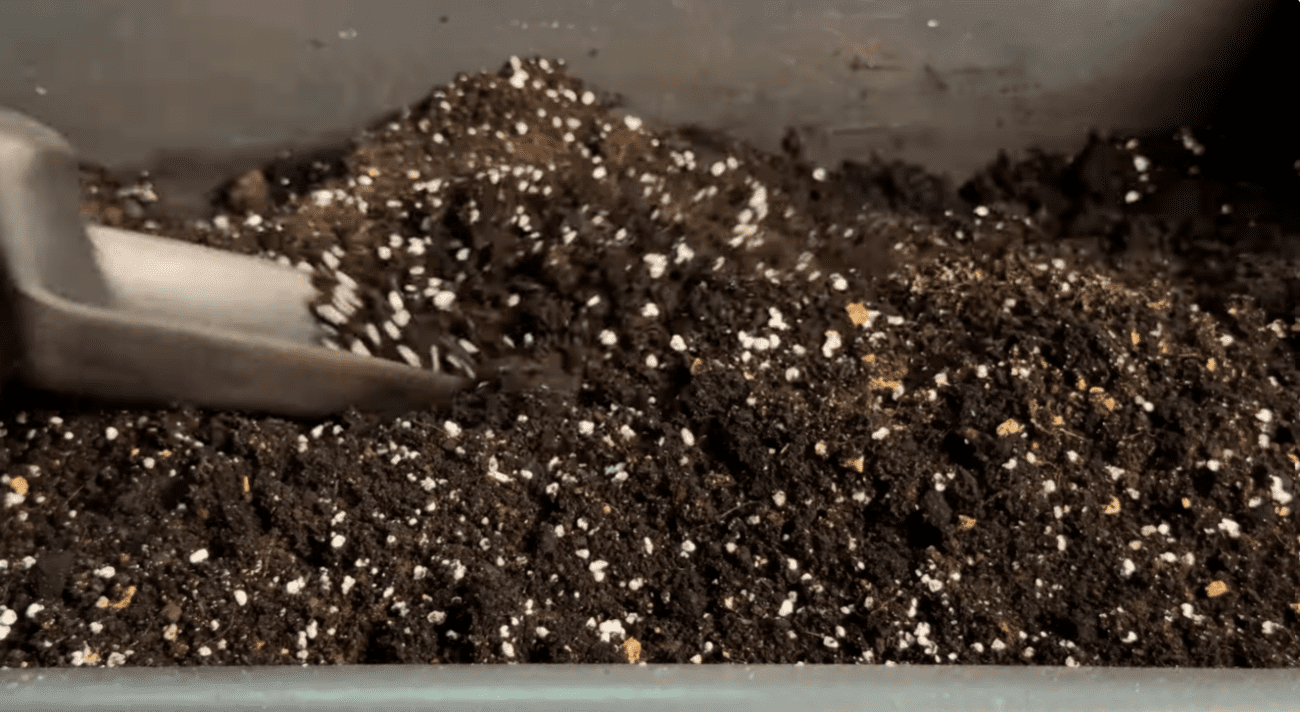 Городники попередили про помилки при вирощуванні розсади перців