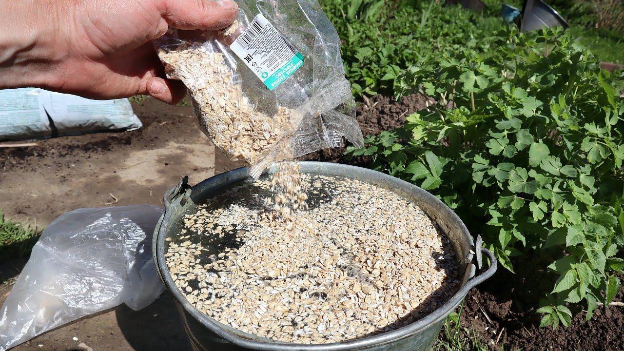 Городники порадили, яке добриво внести у ґрунт для покращення його структури наприкінці лютого