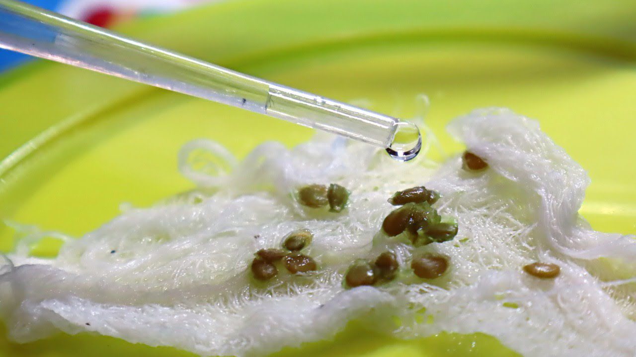 Городники розповіли, яке насіння не можна замочувати перед посівом