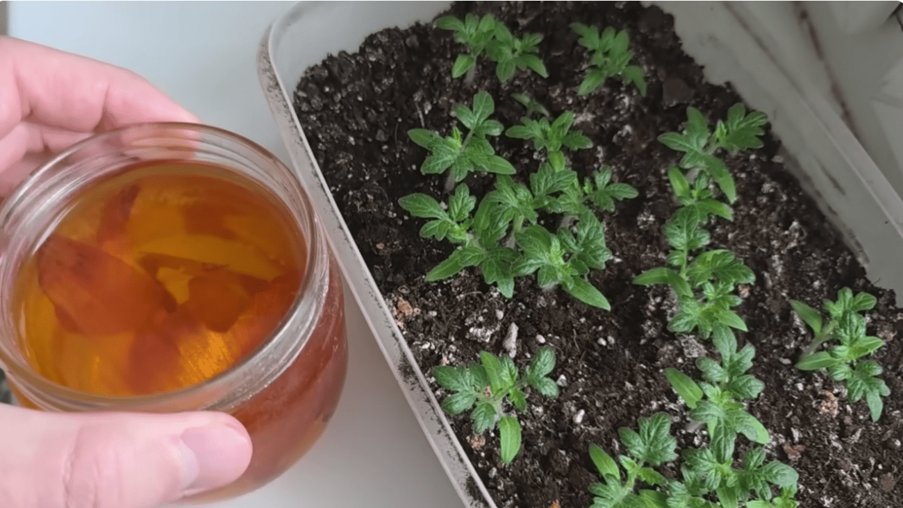 Городники розповіли, як покращити якість розсади томатів