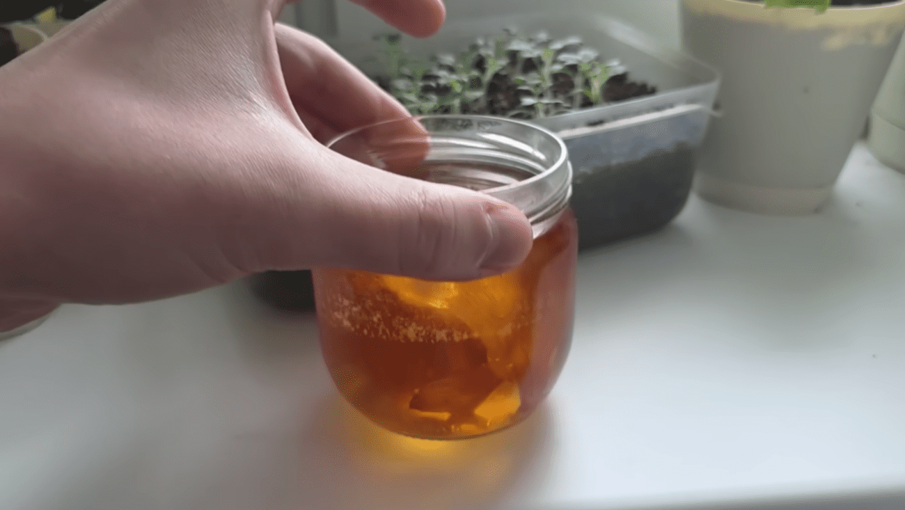 Городники розповіли, як покращити якість розсади томатів