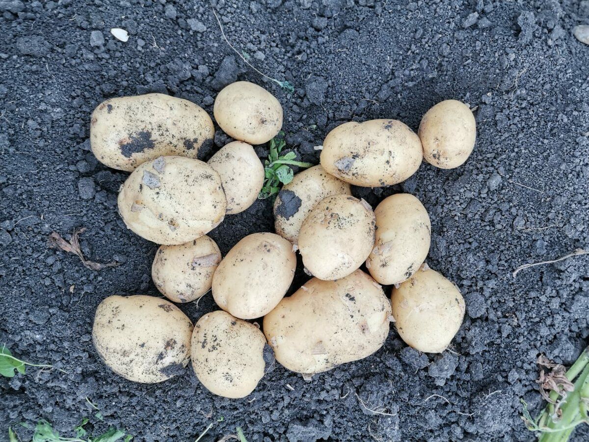 Городники розповіли, навіщо при посадці картоплі додавати золу 