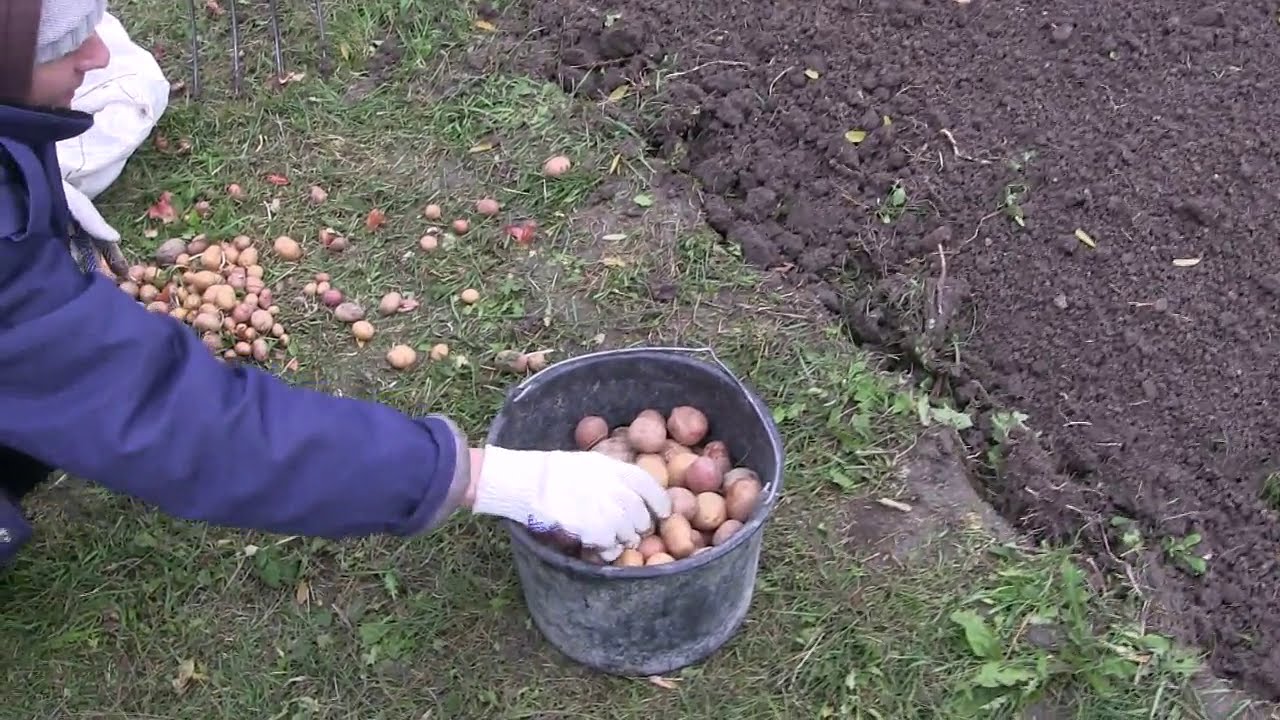 Городники розповіли, навіщо при посадці картоплі додавати золу 