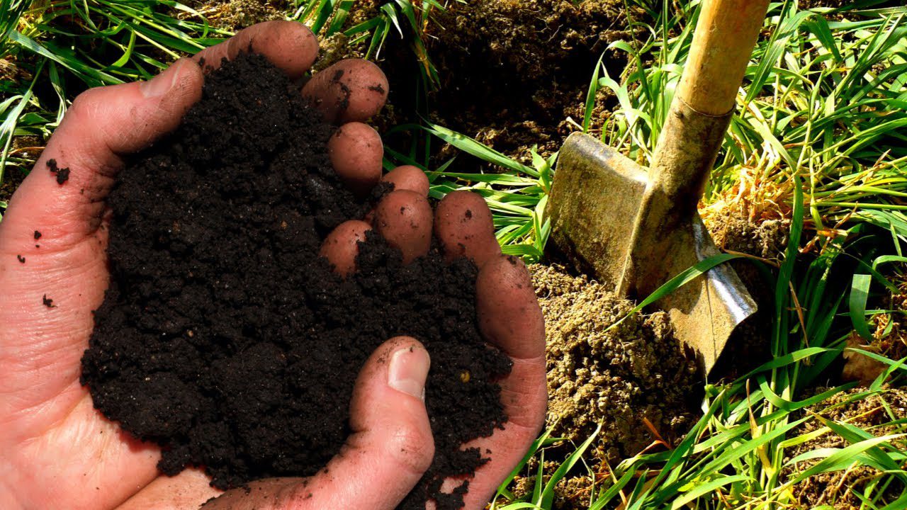 Агрономи розповіли, як розпушити землю на городі без лопати