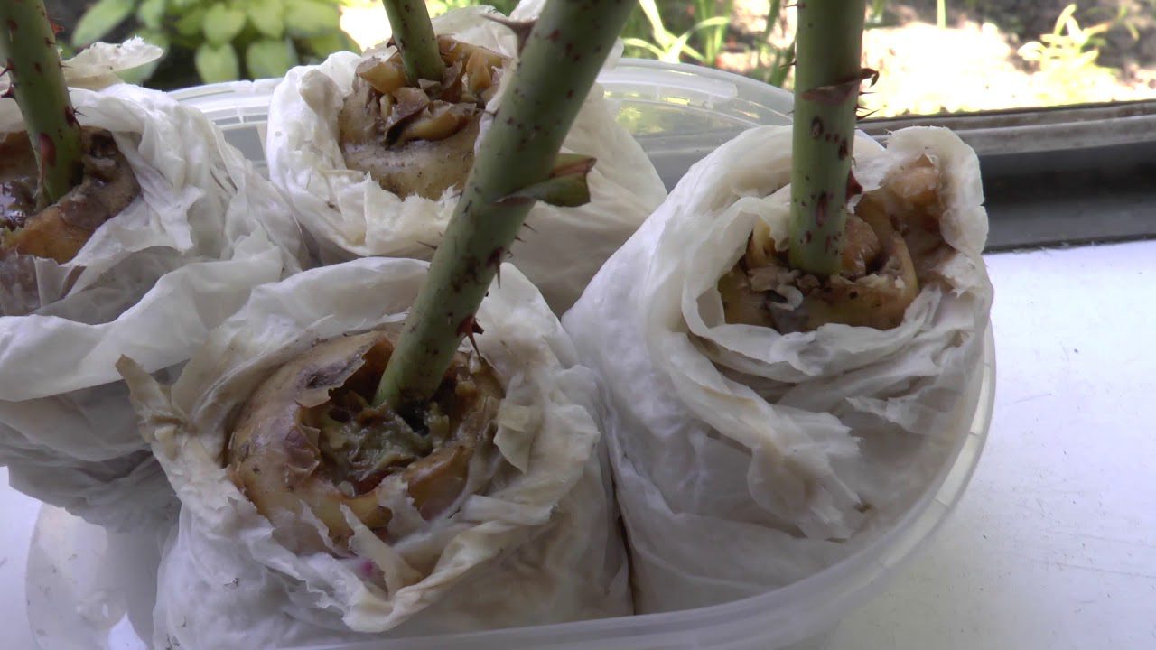 Садівники розповіли, як правильно вкорінювати живці троянд за допомогою картоплі