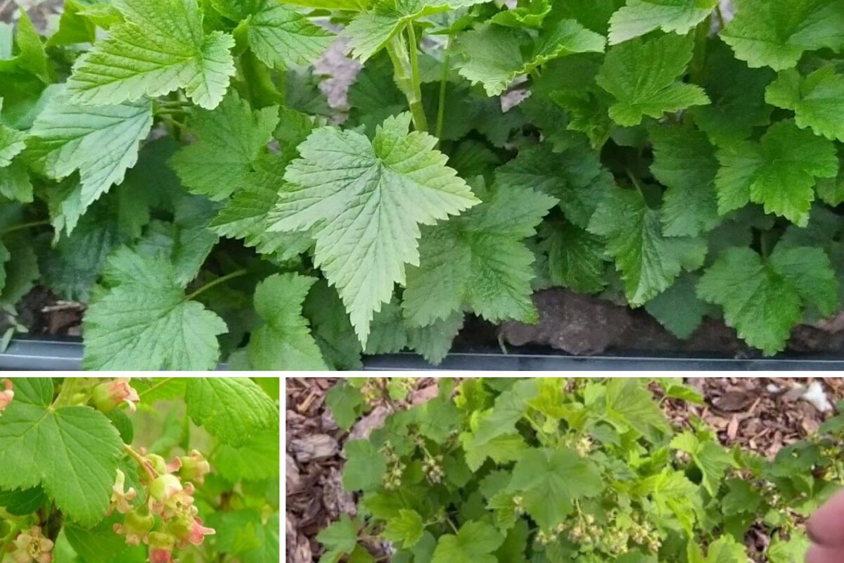 Агрономи розповіли, чим підживити кущі смородини для щедрого врожаю Агрономи розповіли, чим підживити кущі смородини для щедрого врожаю