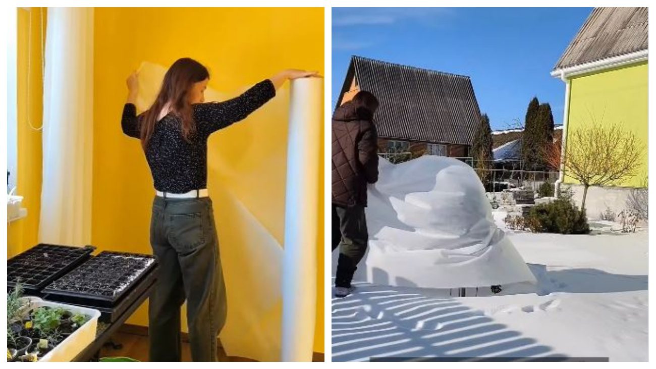 Садівники дали поради, чим захистити розсаду від холоду після пересадки на город