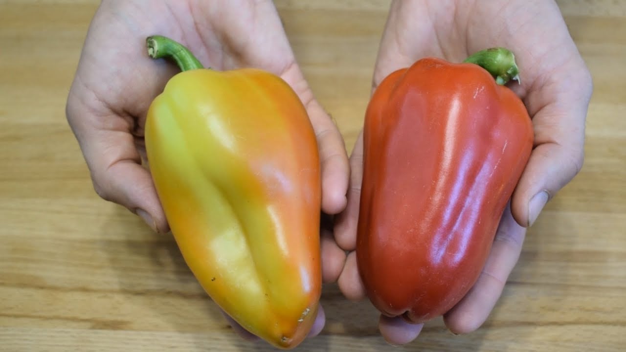 Городники розповіли, які сорти болгарського перцю дають найвищий і найсмачніший урожай