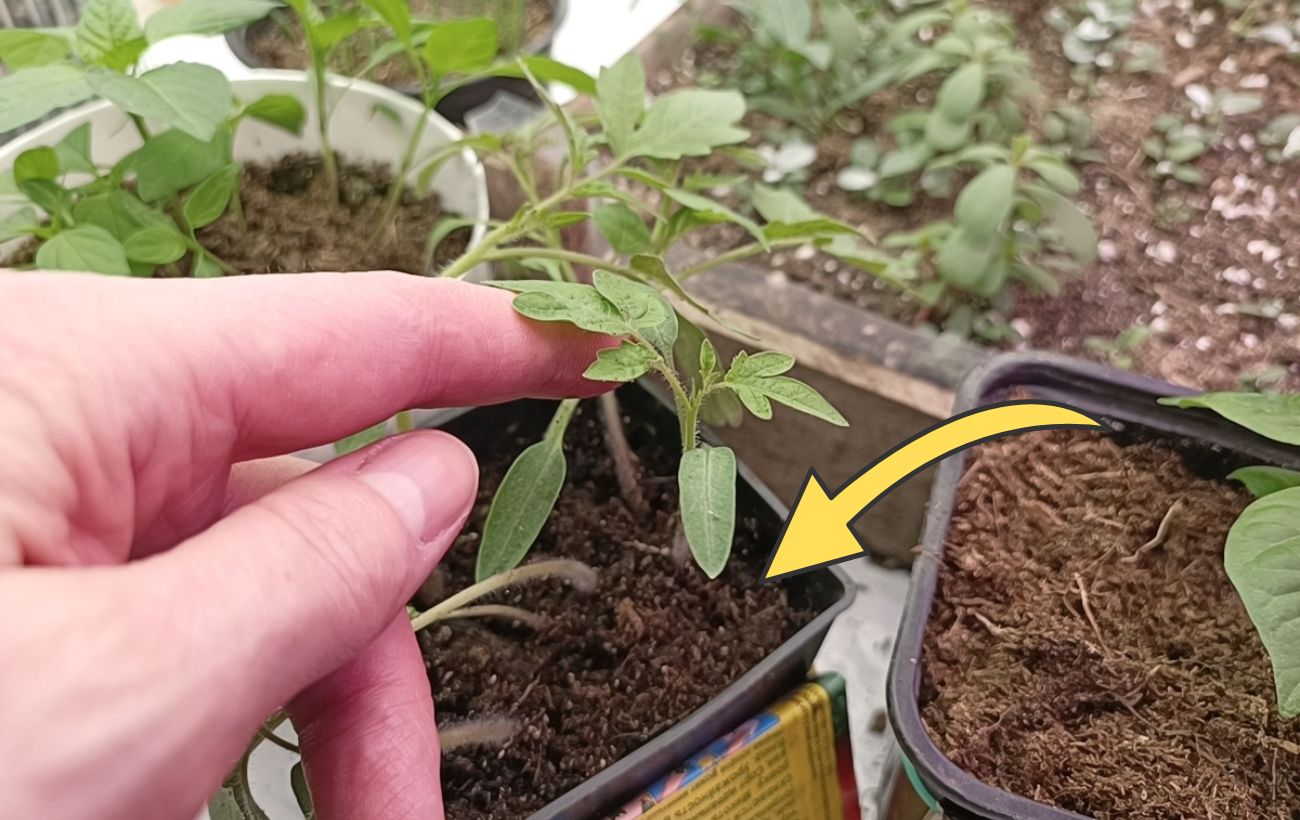 Городники розповіли, як обрати насіння томатів на розсаду 