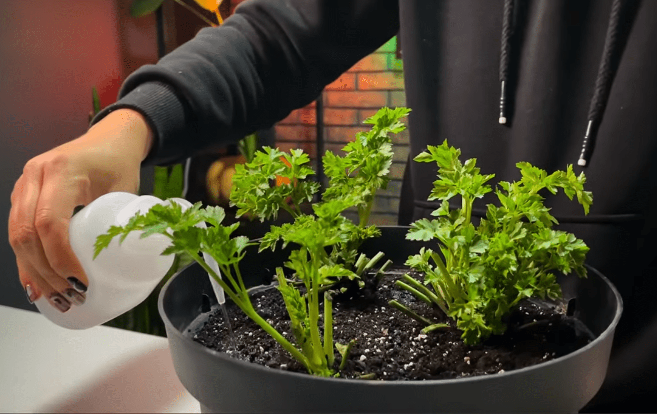 Городники розповіли про прості та ефективні способи посіву петрушки. Фото: скріншот з YouTube