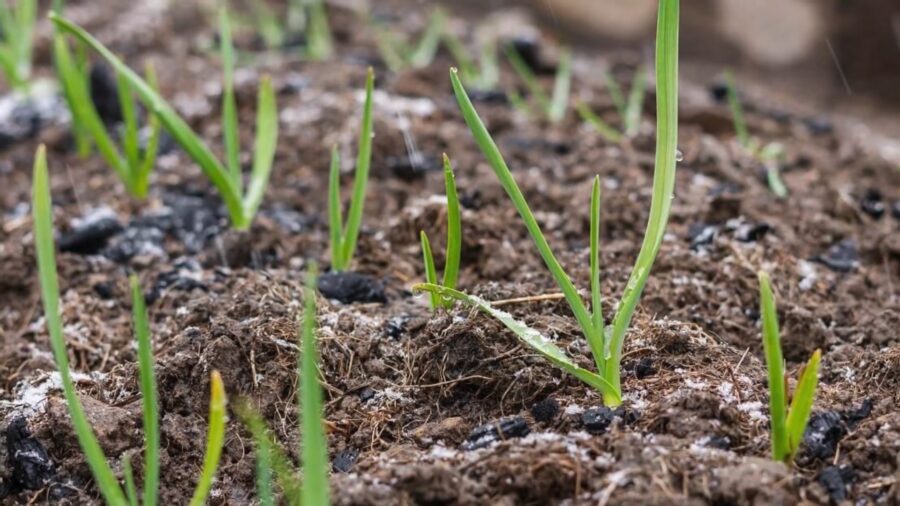 Городники розповіли, що робити з озимим часником одразу після зими