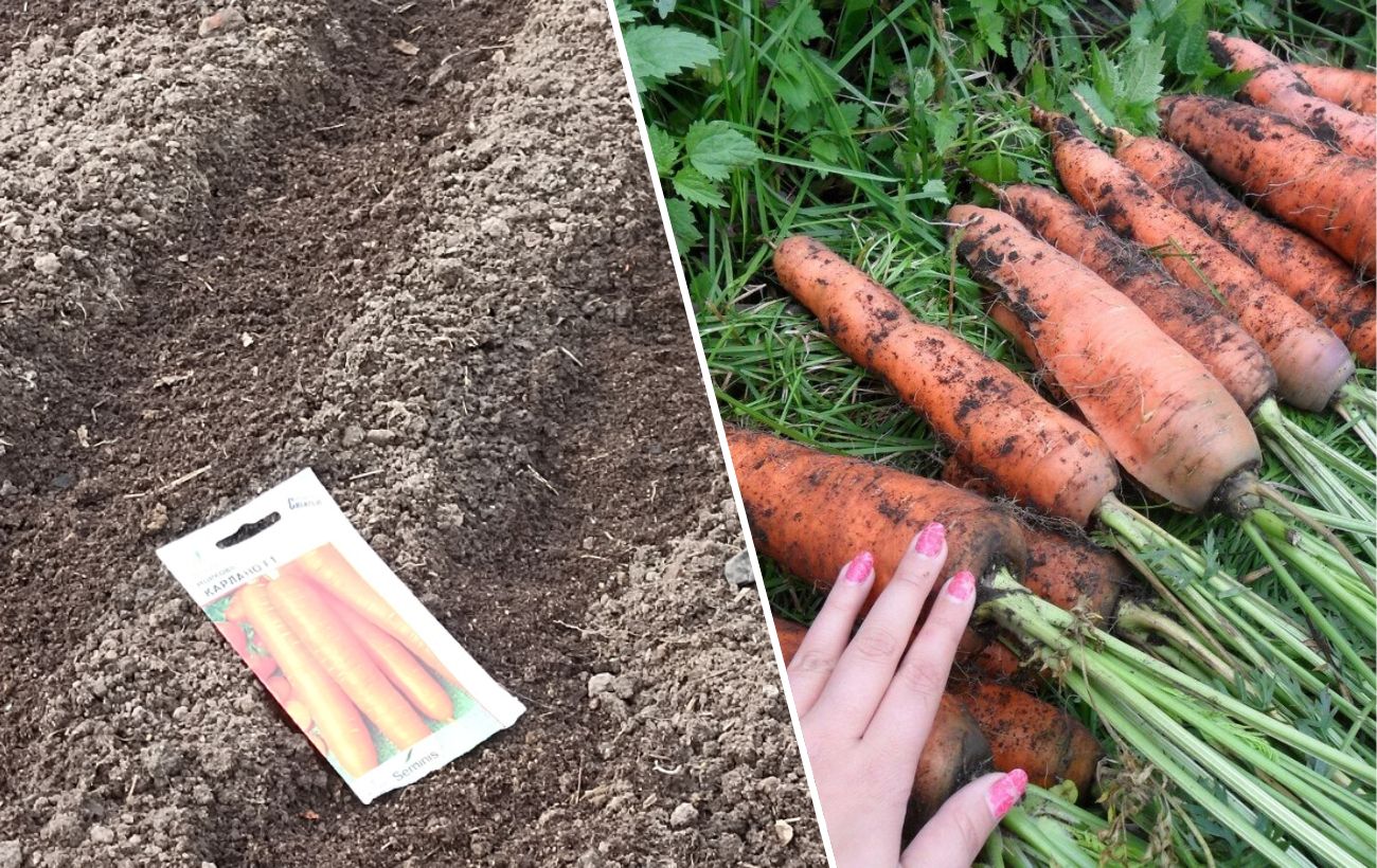 Городники розповіли лайфхак, як садити моркву, щоб її не проріджувати 