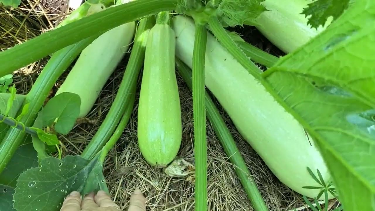 Городники розповіли, який сорт кабачків збираються сіяти у 2026 році