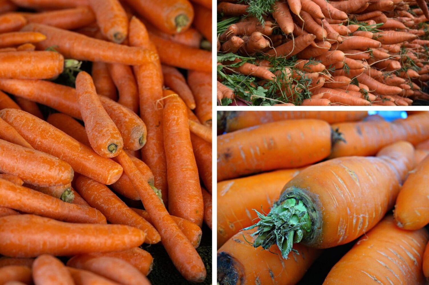 Експерт порадив 5 найсолодших сортів моркви на посадку