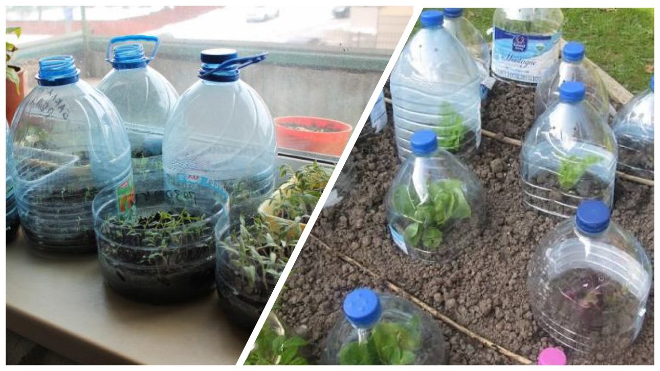 Господині розповіли, як виростити зелень вдома взимку