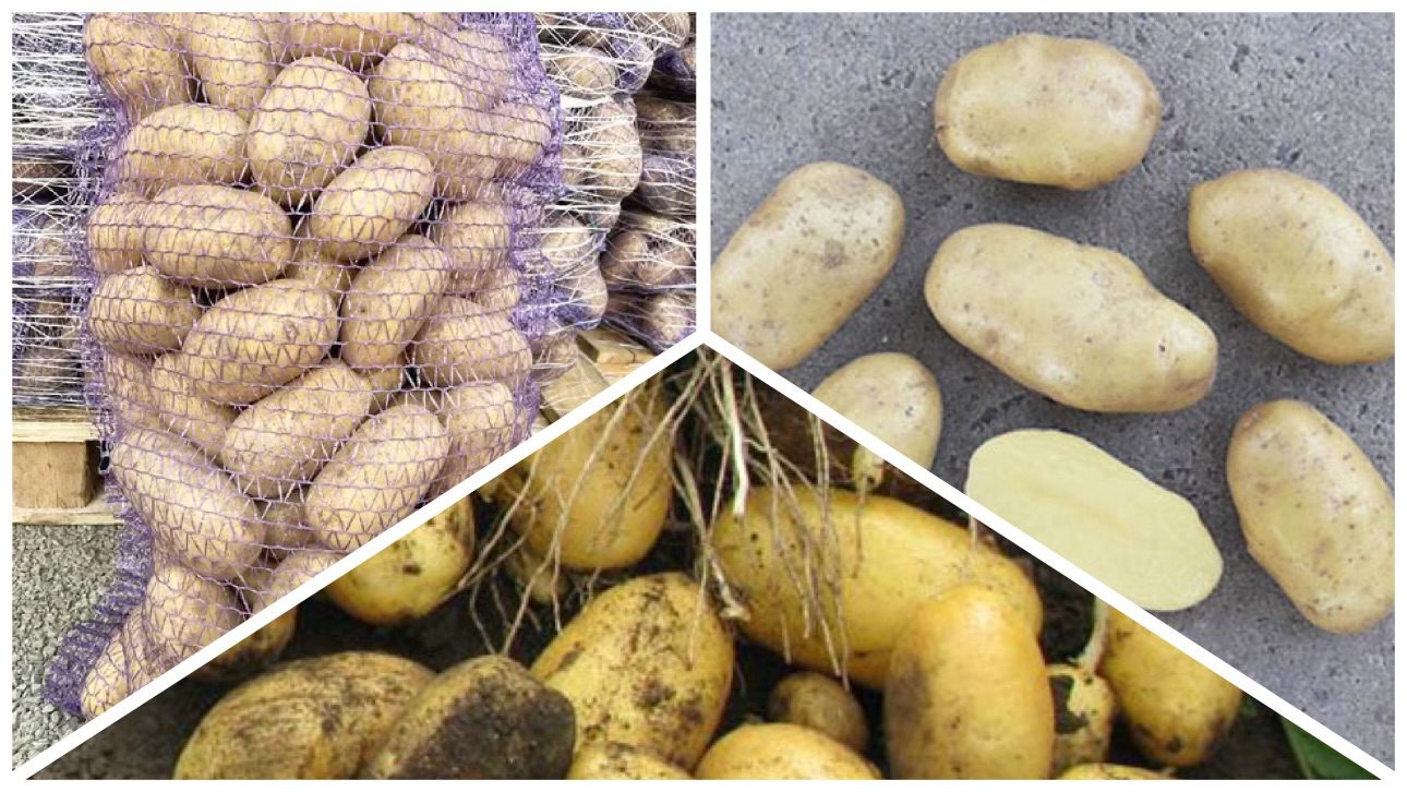 Городники назвали найврожайніший сорт картоплі для висадки у 2026 