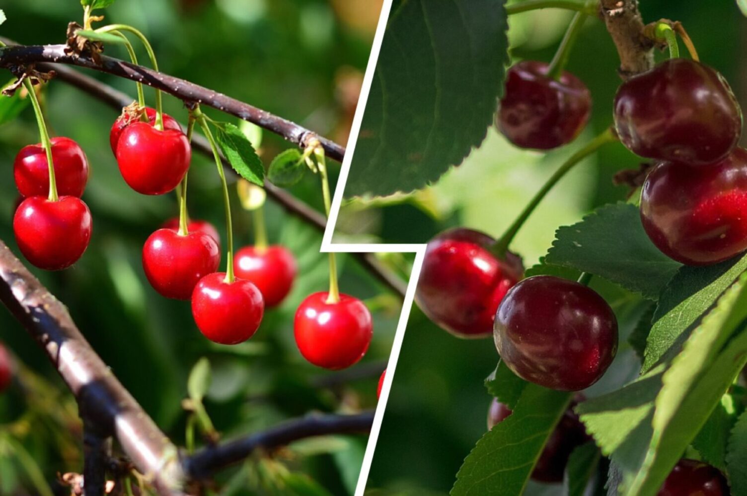 Експерт розповів, як зібрати великий врожай вишні