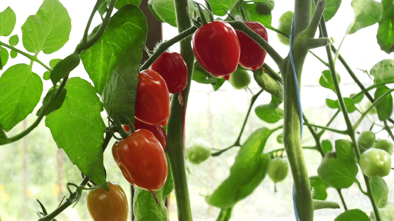 Як виростити красиві помідори