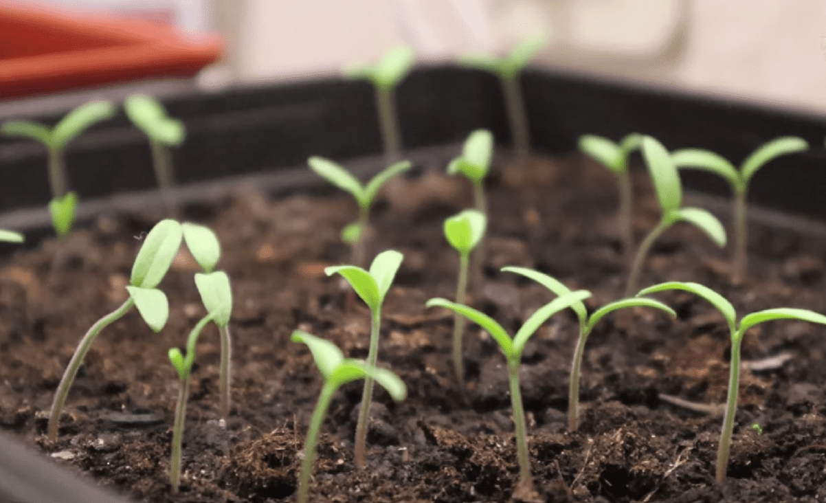 Городники розповіли, як безкоштовно поліпшити ґрунт і захистити розсаду