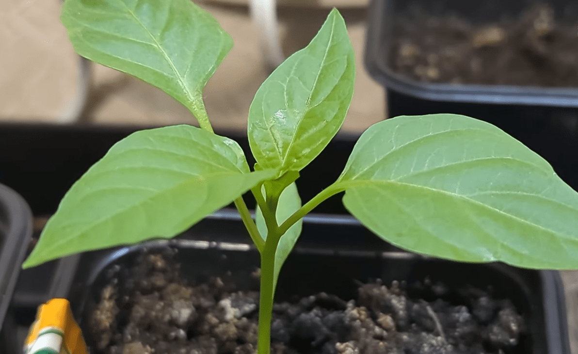 Городники дали повну інструкцію посадки томатів та перцю у 2026 році Городники дали повну інструкцію посадки томатів та перцю у 2026 році