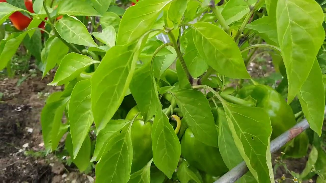 Найсолодший сорт болгарського перцю Квадро Асті червоний